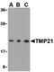 Transmembrane P24 Trafficking Protein 10 antibody, LS-B603, Lifespan Biosciences, Western Blot image 