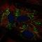 Aldehyde Dehydrogenase 1 Family Member L2 antibody, NBP2-68750, Novus Biologicals, Immunofluorescence image 