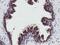 Golgi Membrane Protein 1 antibody, MA5-25819, Invitrogen Antibodies, Immunohistochemistry paraffin image 