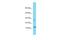 Death Associated Protein Like 1 antibody, A16010, Boster Biological Technology, Western Blot image 