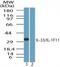 Interleukin 33 antibody, PA5-23150, Invitrogen Antibodies, Western Blot image 