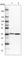 Malate Dehydrogenase 2 antibody, HPA026720, Atlas Antibodies, Western Blot image 