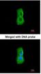 Proteasome 26S Subunit, ATPase 3 antibody, NBP1-32749, Novus Biologicals, Immunofluorescence image 