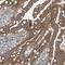 GRIP And Coiled-Coil Domain Containing 2 antibody, NBP1-89788, Novus Biologicals, Immunohistochemistry frozen image 