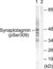 Synaptotagmin 1 antibody, LS-C199627, Lifespan Biosciences, Western Blot image 