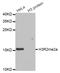 Histone Cluster 3 H3 antibody, STJ24011, St John