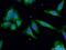 RAB5A, Member RAS Oncogene Family antibody, 66339-1-Ig, Proteintech Group, Immunofluorescence image 