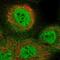 Integrin Subunit Alpha 5 antibody, NBP1-88507, Novus Biologicals, Immunofluorescence image 