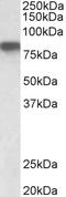 Hemopexin antibody, EB08021, Everest Biotech, Western Blot image 
