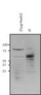 O-Linked N-Acetylglucosamine (GlcNAc) Transferase antibody, MA1-038, Invitrogen Antibodies, Immunoprecipitation image 