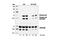 Mitogen-Activated Protein Kinase 8 antibody, 9252L, Cell Signaling Technology, Western Blot image 