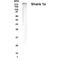 SH3 And Multiple Ankyrin Repeat Domains 1 antibody, GTX70380, GeneTex, Western Blot image 