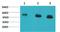 Mitochondrial Calcium Uptake 1 antibody, A01895, Boster Biological Technology, Western Blot image 