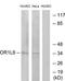 Olfactory Receptor Family 1 Subfamily L Member 6 antibody, TA316451, Origene, Western Blot image 