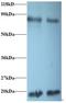 Peptidylprolyl Isomerase A antibody, LS-C212161, Lifespan Biosciences, Western Blot image 