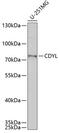 Chromodomain Y Like antibody, GTX33088, GeneTex, Western Blot image 