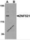 Zinc finger protein 521 antibody, 6859, ProSci, Western Blot image 