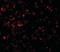 LYR Motif Containing 2 antibody, orb89867, Biorbyt, Immunofluorescence image 