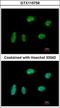 Chromosome-associated kinesin KIF4A antibody, GTX115759, GeneTex, Immunocytochemistry image 