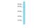 Centromere Protein T antibody, PA5-71071, Invitrogen Antibodies, Western Blot image 