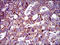 Vitamin D Receptor antibody, orb329948, Biorbyt, Immunohistochemistry paraffin image 