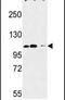 Roundabout Guidance Receptor 4 antibody, PA5-25023, Invitrogen Antibodies, Western Blot image 