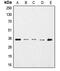 GAPDH antibody, MBS820133, MyBioSource, Western Blot image 