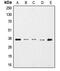 GAPDH antibody, MBS820133, MyBioSource, Western Blot image 