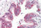 Musashi-1 antibody, MBS243096, MyBioSource, Immunohistochemistry frozen image 