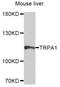 Transient Receptor Potential Cation Channel Subfamily A Member 1 antibody, A8568, ABclonal Technology, Western Blot image 