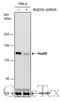 RAD50 Double Strand Break Repair Protein antibody, GTX70228, GeneTex, Western Blot image 