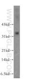 UL16 Binding Protein 2 antibody, 13133-1-AP, Proteintech Group, Western Blot image 