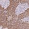 Carboxypeptidase B1 antibody, NBP2-38549, Novus Biologicals, Immunohistochemistry frozen image 