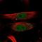 Solute Carrier Family 1 Member 1 antibody, NBP1-84938, Novus Biologicals, Immunocytochemistry image 