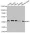 Mannose Phosphate Isomerase antibody, A7319, ABclonal Technology, Western Blot image 