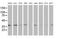DnaJ Heat Shock Protein Family (Hsp40) Member B1 antibody, MA5-25363, Invitrogen Antibodies, Western Blot image 