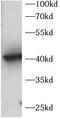 TATA-Box Binding Protein antibody, FNab10263, FineTest, Western Blot image 