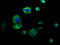 Semaphorin 4D antibody, LS-C681288, Lifespan Biosciences, Immunofluorescence image 