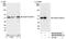 FKBP Prolyl Isomerase 5 antibody, NB100-68240, Novus Biologicals, Western Blot image 