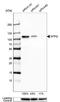 Splicing Factor Proline And Glutamine Rich antibody, NBP2-48876, Novus Biologicals, Western Blot image 