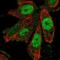 SCAN Domain Containing 1 antibody, NBP2-56092, Novus Biologicals, Immunofluorescence image 