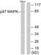 Mitogen-Activated Protein Kinase 6 antibody, LS-C117892, Lifespan Biosciences, Western Blot image 