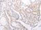 Sphingosine-1-Phosphate Receptor 3 antibody, CSB-PA682555, Cusabio, Immunohistochemistry paraffin image 