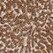 SWT1 RNA Endoribonuclease Homolog antibody, HPA027334, Atlas Antibodies, Immunohistochemistry frozen image 