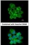 15-Hydroxyprostaglandin Dehydrogenase antibody, PA5-34821, Invitrogen Antibodies, Immunofluorescence image 