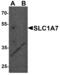 Solute Carrier Family 1 Member 7 antibody, 8083, ProSci Inc, Western Blot image 