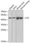 Cystathionine gamma-lyase antibody, GTX33125, GeneTex, Western Blot image 