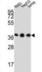 Heterogeneous Nuclear Ribonucleoprotein D Like antibody, abx032491, Abbexa, Western Blot image 