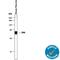 Tissue Factor Pathway Inhibitor antibody, AF2975, R&D Systems, Western Blot image 