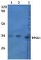 Tryptase Gamma 1 antibody, GTX66867, GeneTex, Western Blot image 